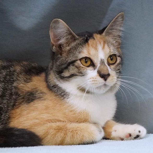 SeeSee, Adoptable, Kitten Female Domestic Medium Hair.