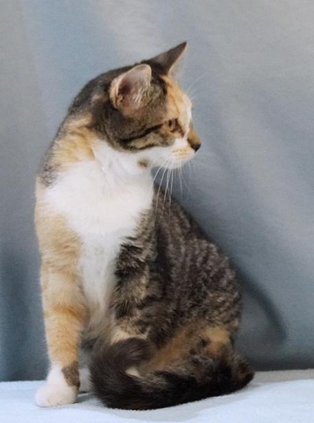 Enlarge SeeSee, a Adoptable Domestic Medium Hair in Maynardville, TN image 3/6