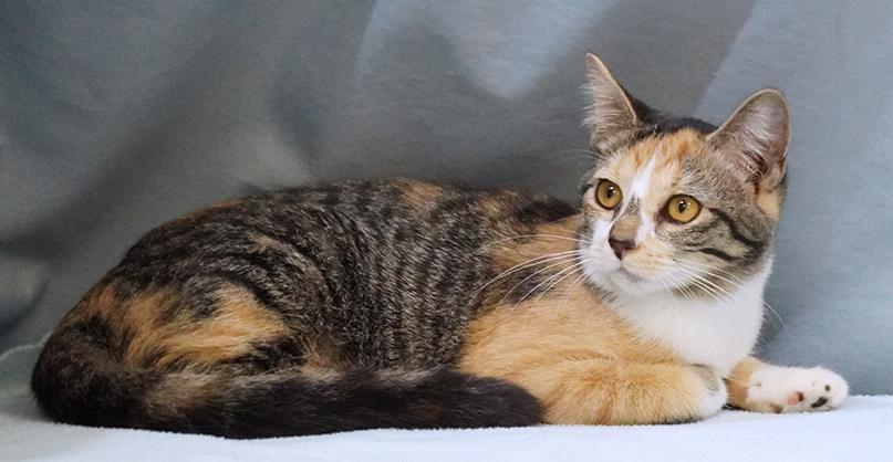 Enlarge SeeSee, a Adoptable Domestic Medium Hair in Maynardville, TN image 4/6