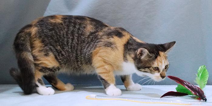 Enlarge SeeSee, a Adoptable Domestic Medium Hair in Maynardville, TN image 5/6