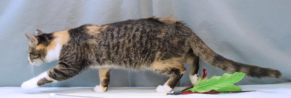 Enlarge SeeSee, a Adoptable Domestic Medium Hair in Maynardville, TN image 6/6