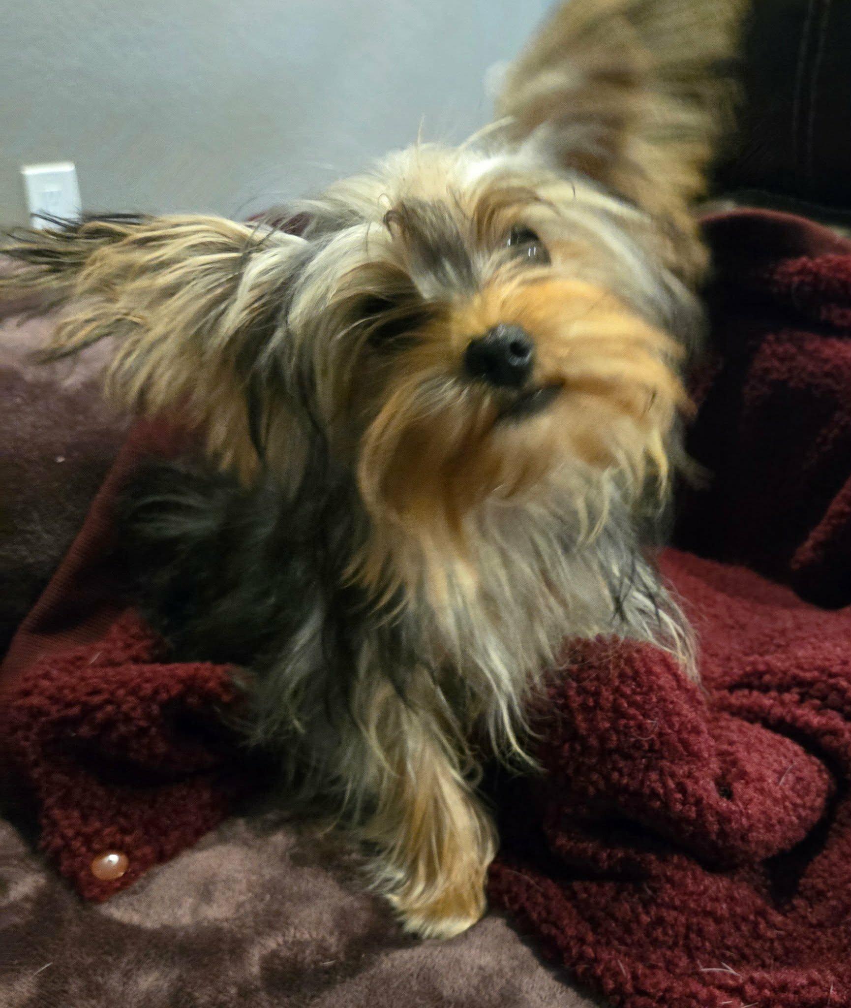 Santiago, an adopted Yorkshire Terrier in Laguna Hills, CA image 3/3