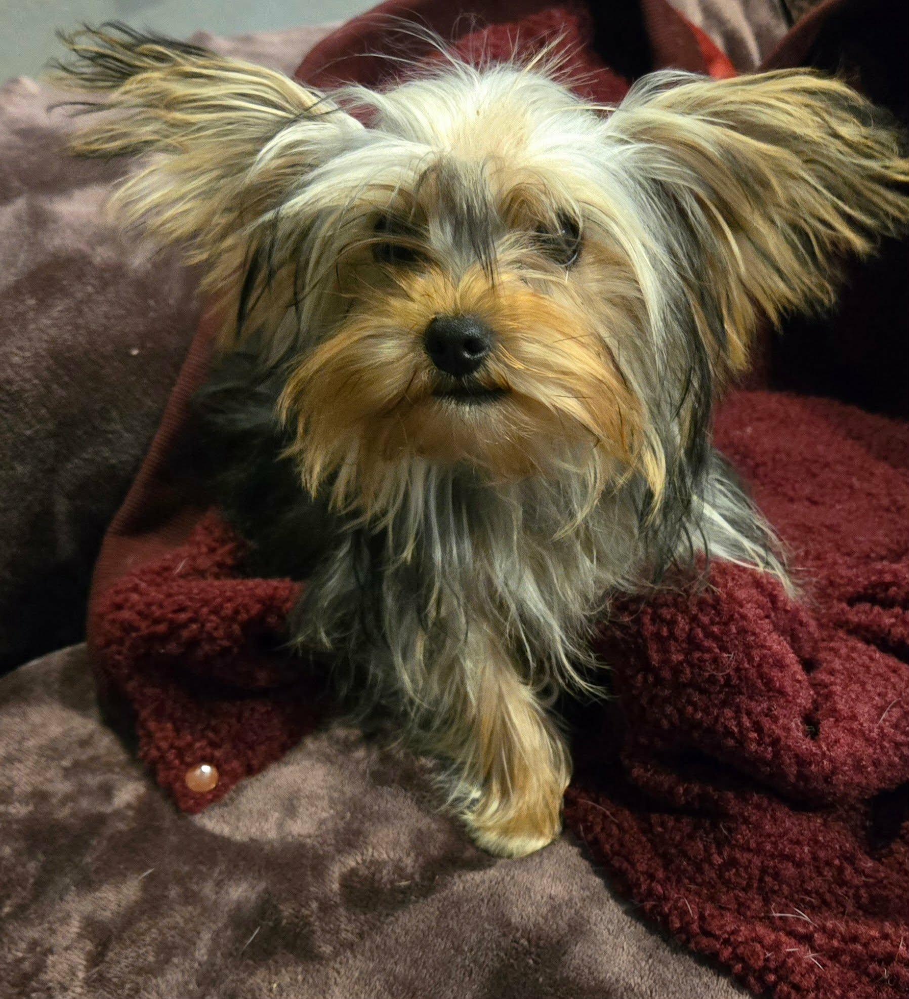 Santiago, an adopted Yorkshire Terrier in Laguna Hills, CA image 1/3