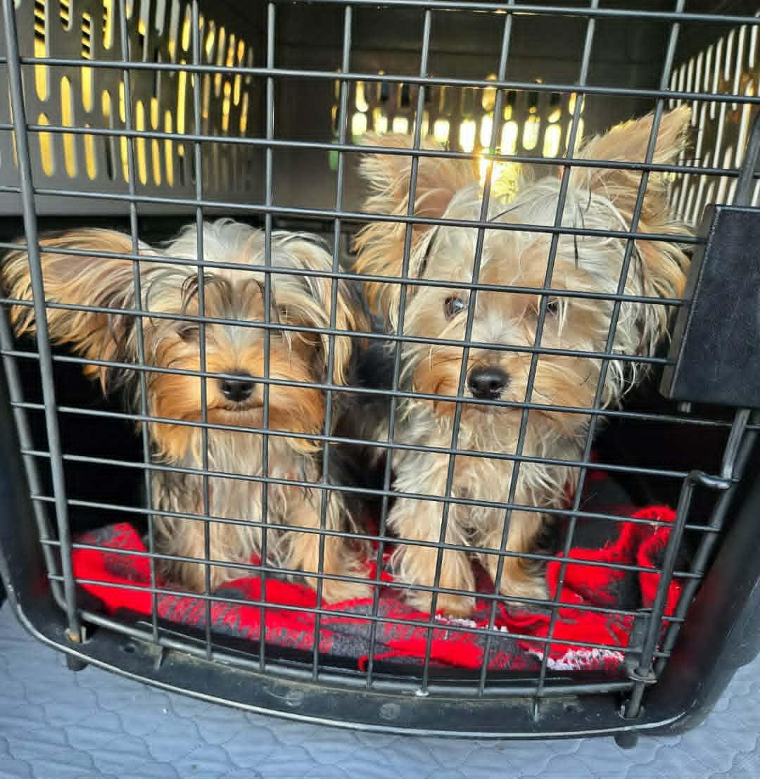 Santiago, an adopted Yorkshire Terrier in Laguna Hills, CA image 2/3