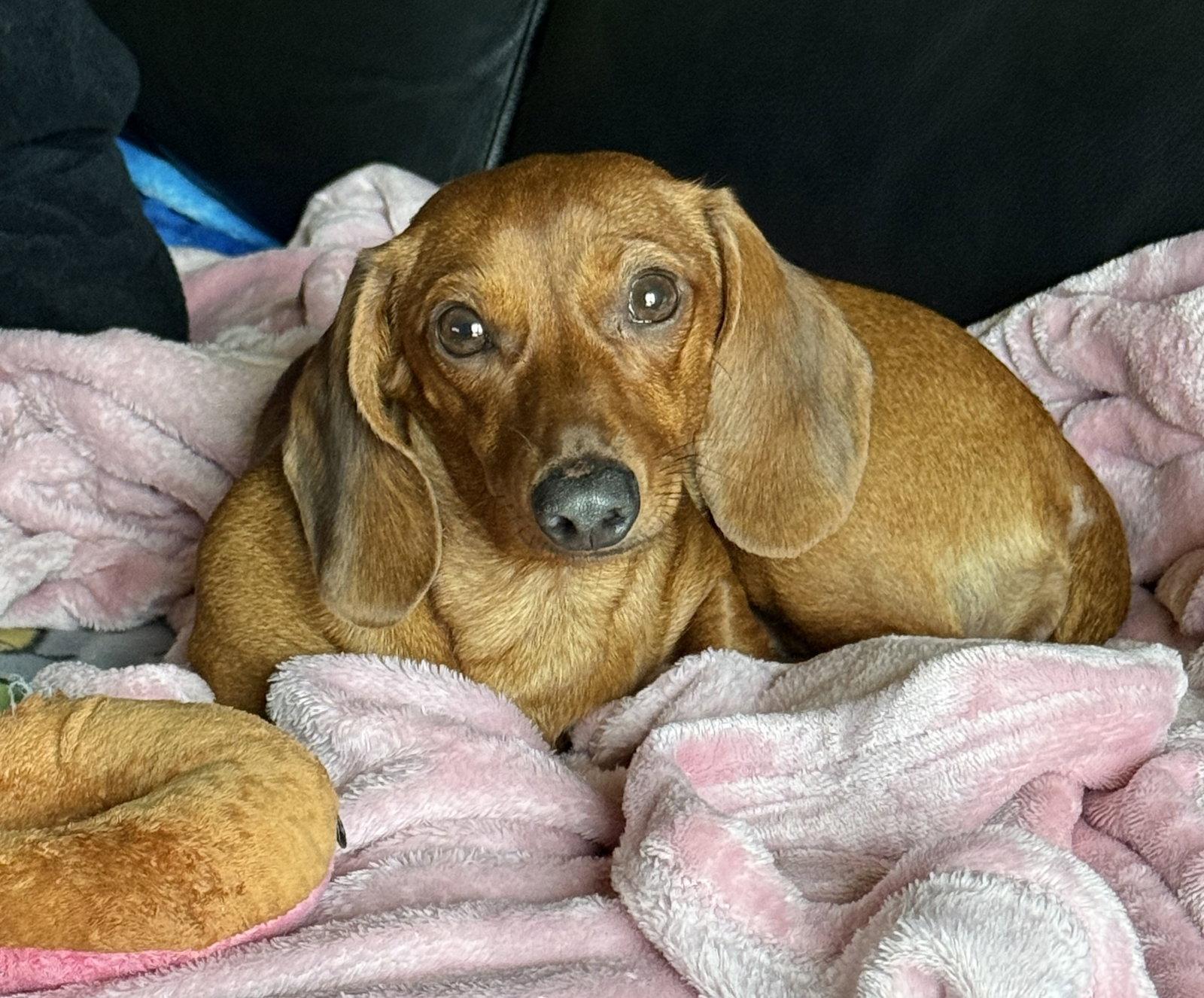 Enlarge Basil, a Adopted Dachshund in Pearland, TX image 1/3