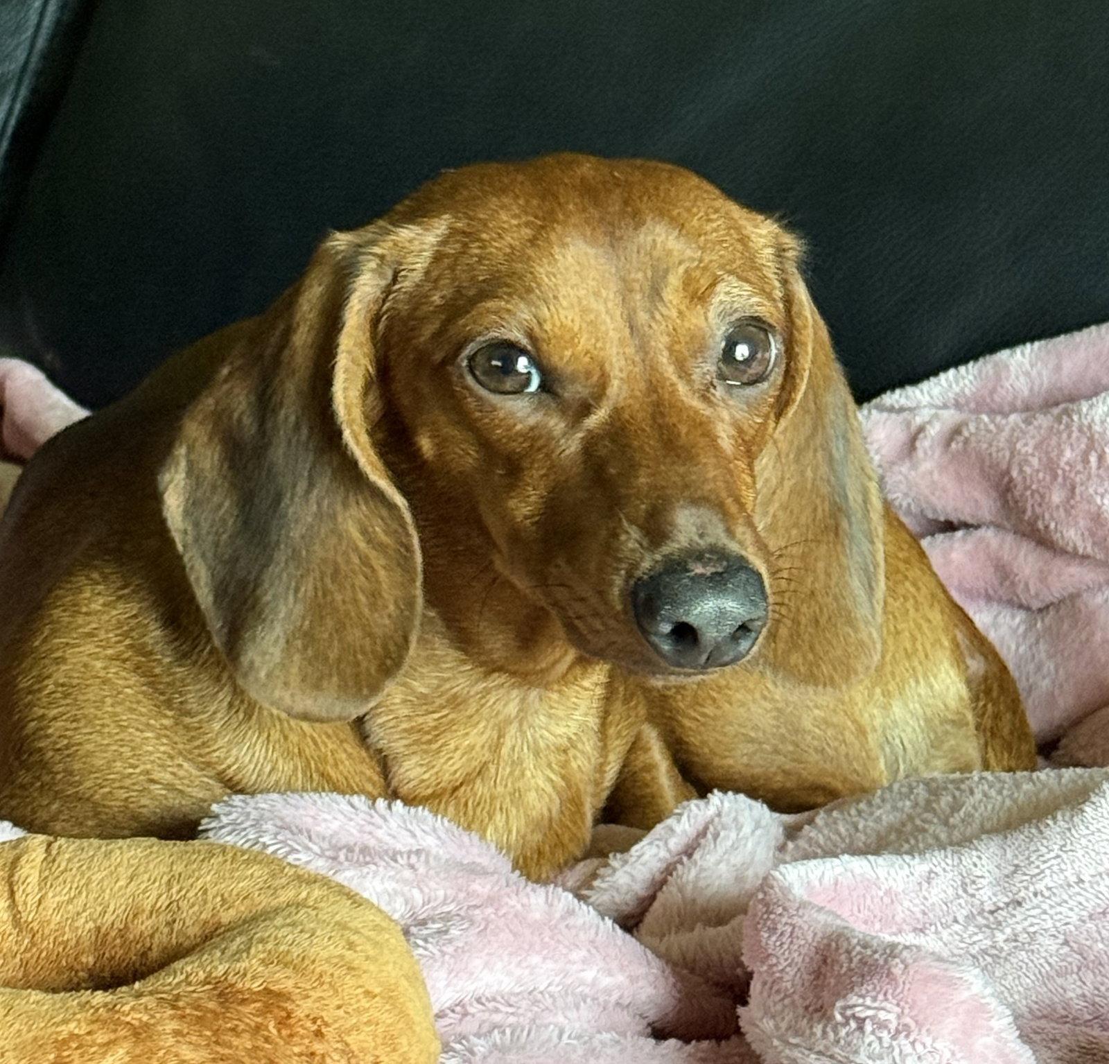 Enlarge Basil, a Adopted Dachshund in Pearland, TX image 2/3