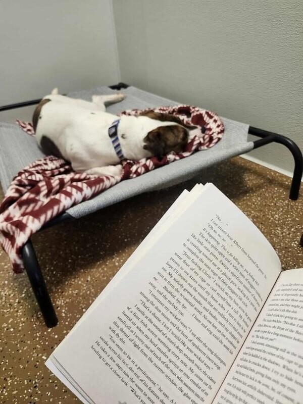 Chico, Adoptable, Adult Male Mixed Breed.