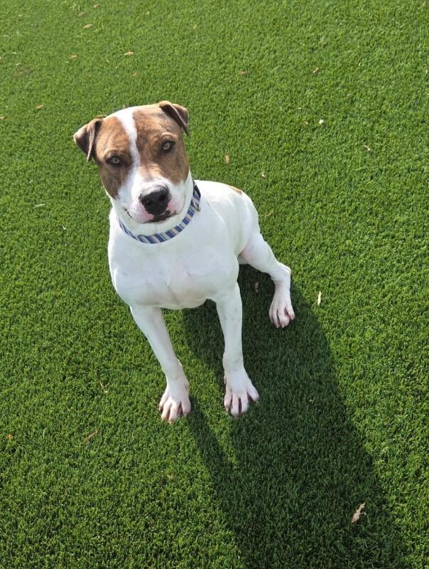 Enlarge Chico, a Adoptable Mixed Breed in Jackson, TN image 1/4