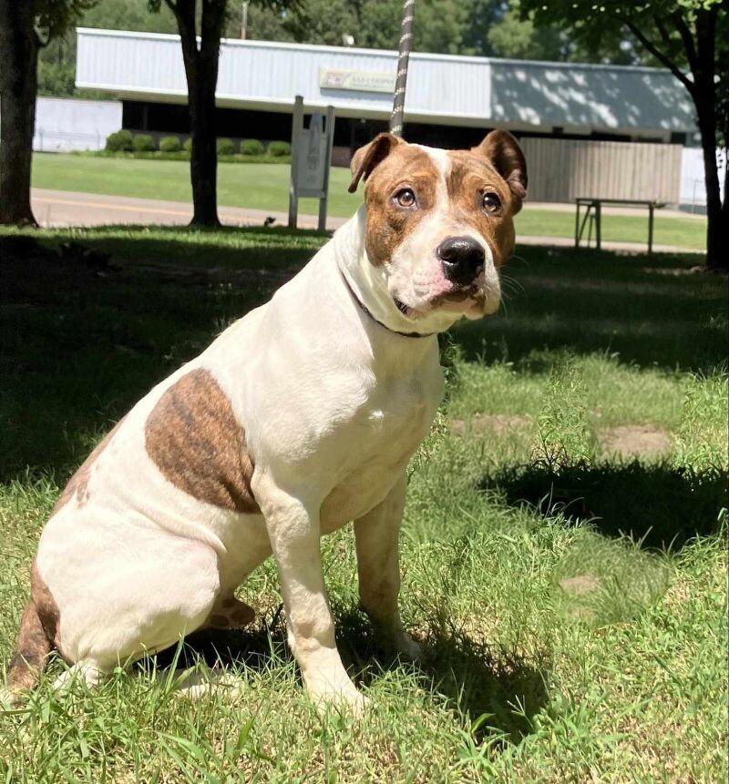 Enlarge Chico, a Adoptable Mixed Breed in Jackson, TN image 2/4