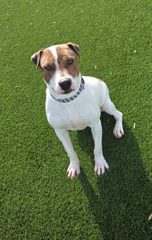 Enlarge Chico, a Adoptable Mixed Breed in Jackson, TN image 3/4