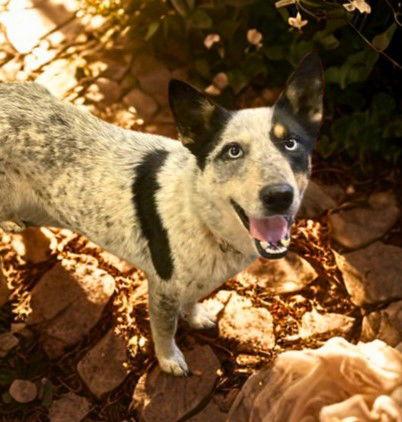 Sky, a Adoptable mixed breed in Chatham, VA image 1/3