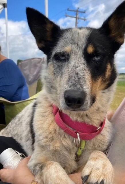 Sky, a Adoptable mixed breed in Chatham, VA image 2/3