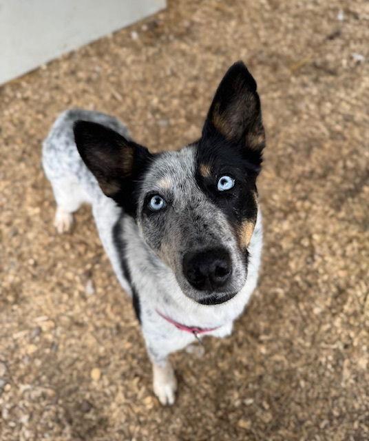 Sky, a Adoptable mixed breed in Chatham, VA image 3/3