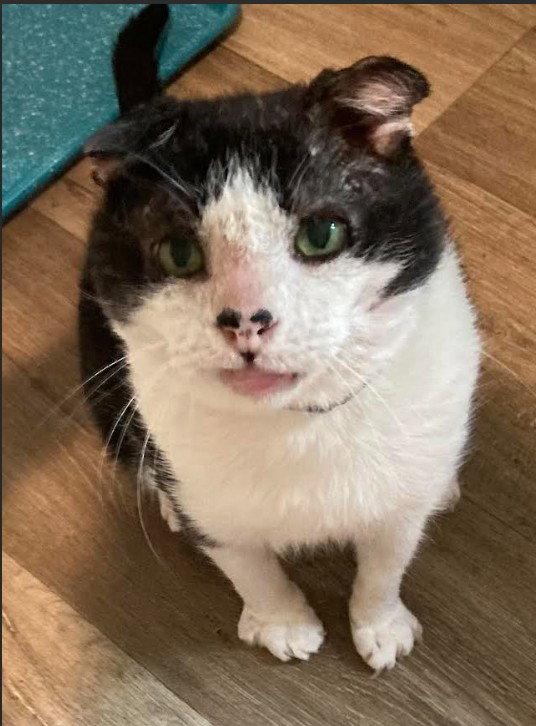Enlarge Marty, a Adoptable Domestic Short Hair in Hampstead, NC image 1/3