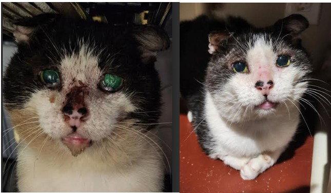 Marty, a Adoptable Domestic Short Hair in Hampstead, NC image 2/2
