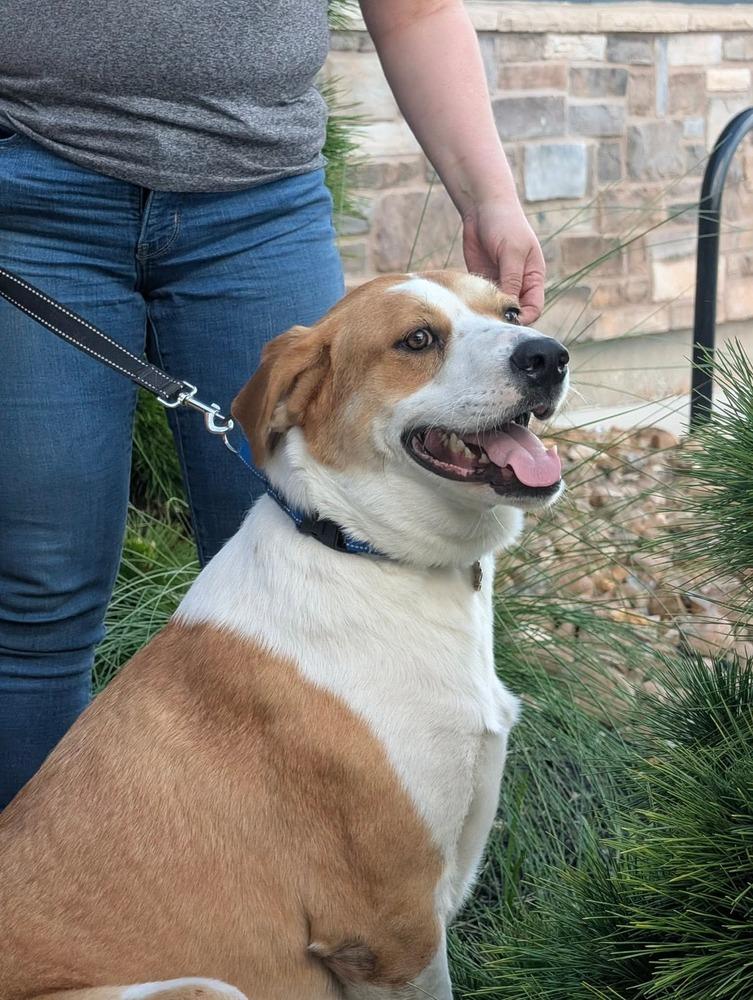 TOBY, Adoptable, Young Male Labrador Retriever.