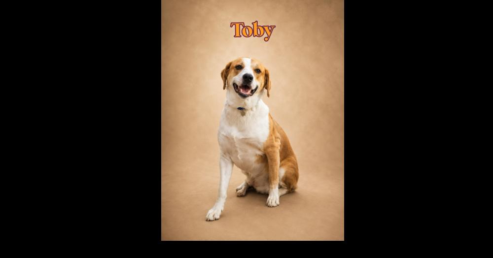 Enlarge TOBY, a Adoptable mixed breed in Richmond, TX image 2/4