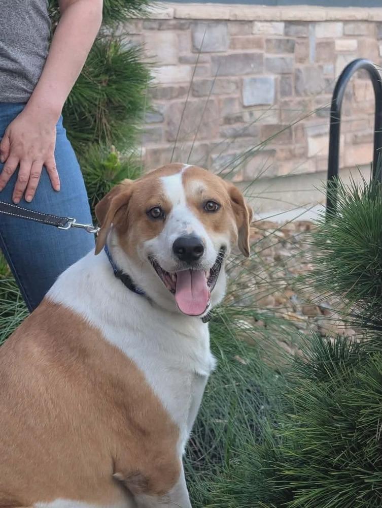 Enlarge TOBY, a Adoptable mixed breed in Richmond, TX image 4/4