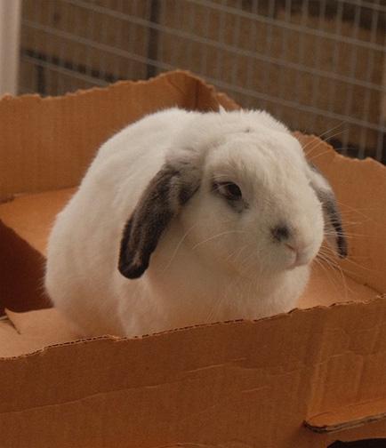 Enlarge SNOOPY, a ADOPTABLE Mini Lop in San Clemente, CA image 3/3