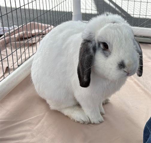SNOOPY, ADOPTABLE, Young Male Mini Lop.