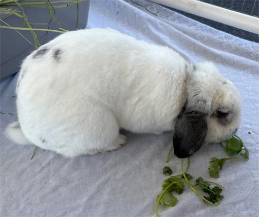 Enlarge SNOOPY, a ADOPTABLE Mini Lop in San Clemente, CA image 2/3