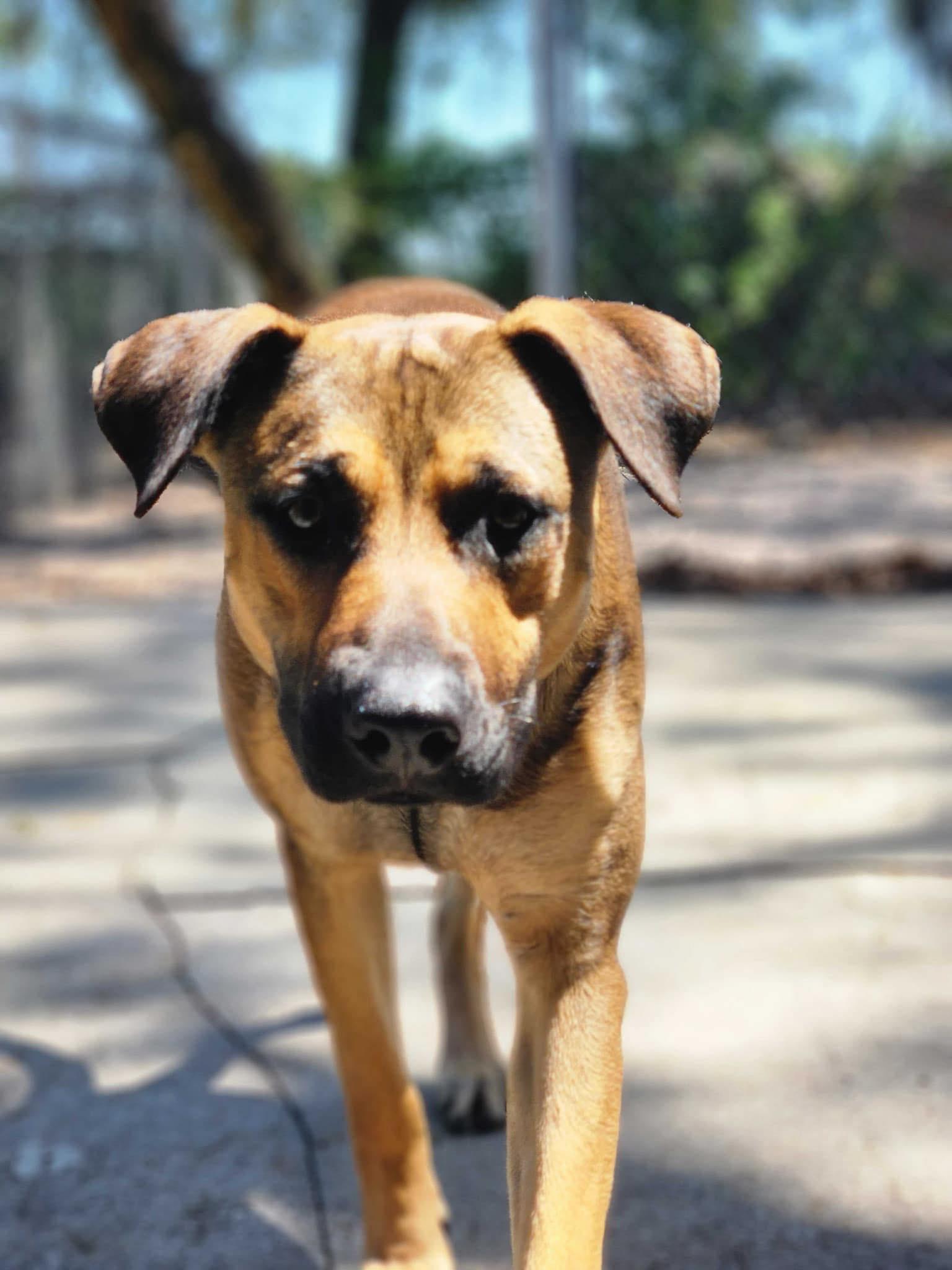 Turbo, a Adoptable mixed breed in New Smyrna Beach, FL image 1/5