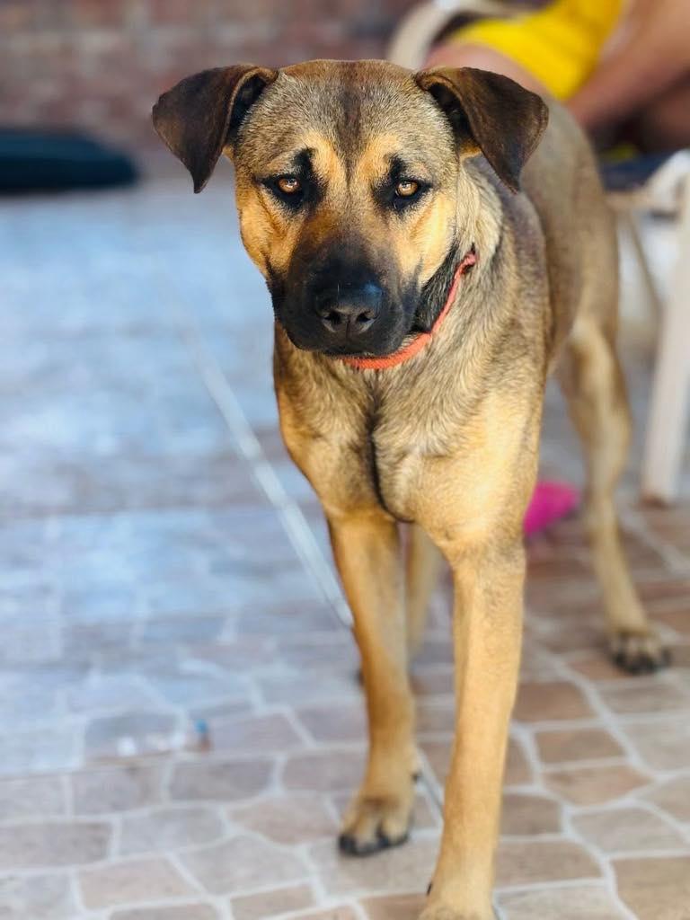 Turbo, a Adoptable mixed breed in New Smyrna Beach, FL image 2/5