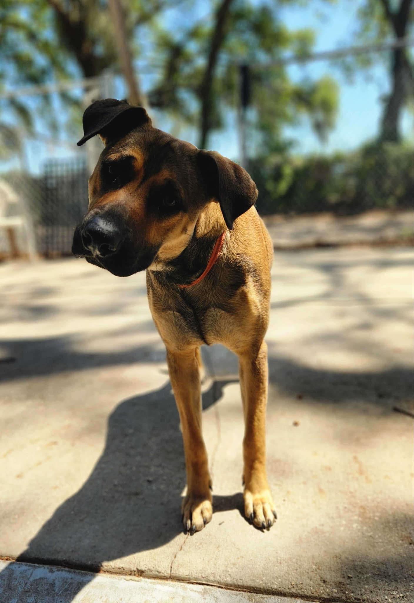 Turbo, a Adoptable mixed breed in New Smyrna Beach, FL image 3/5