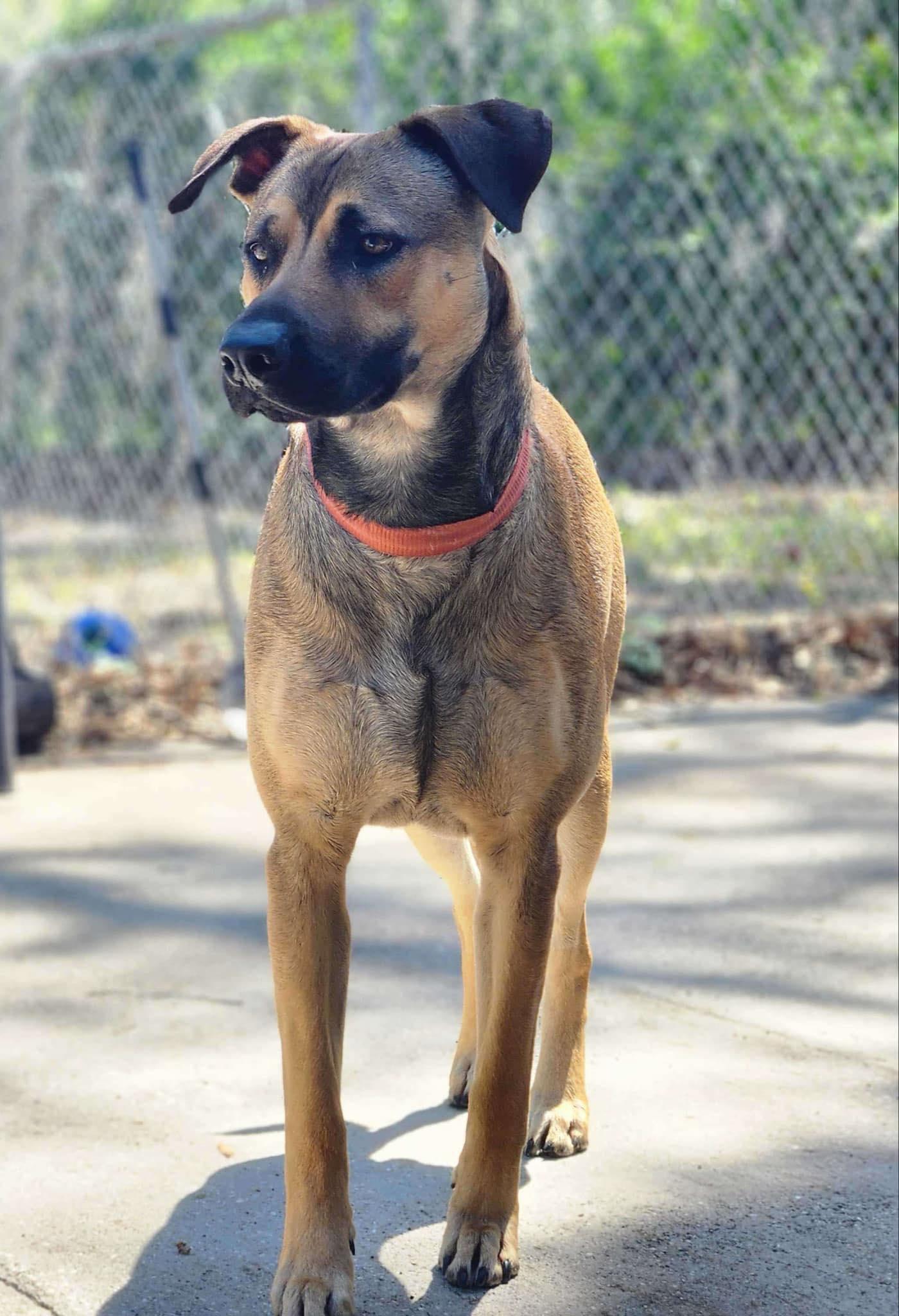 Turbo, a Adoptable mixed breed in New Smyrna Beach, FL image 4/5