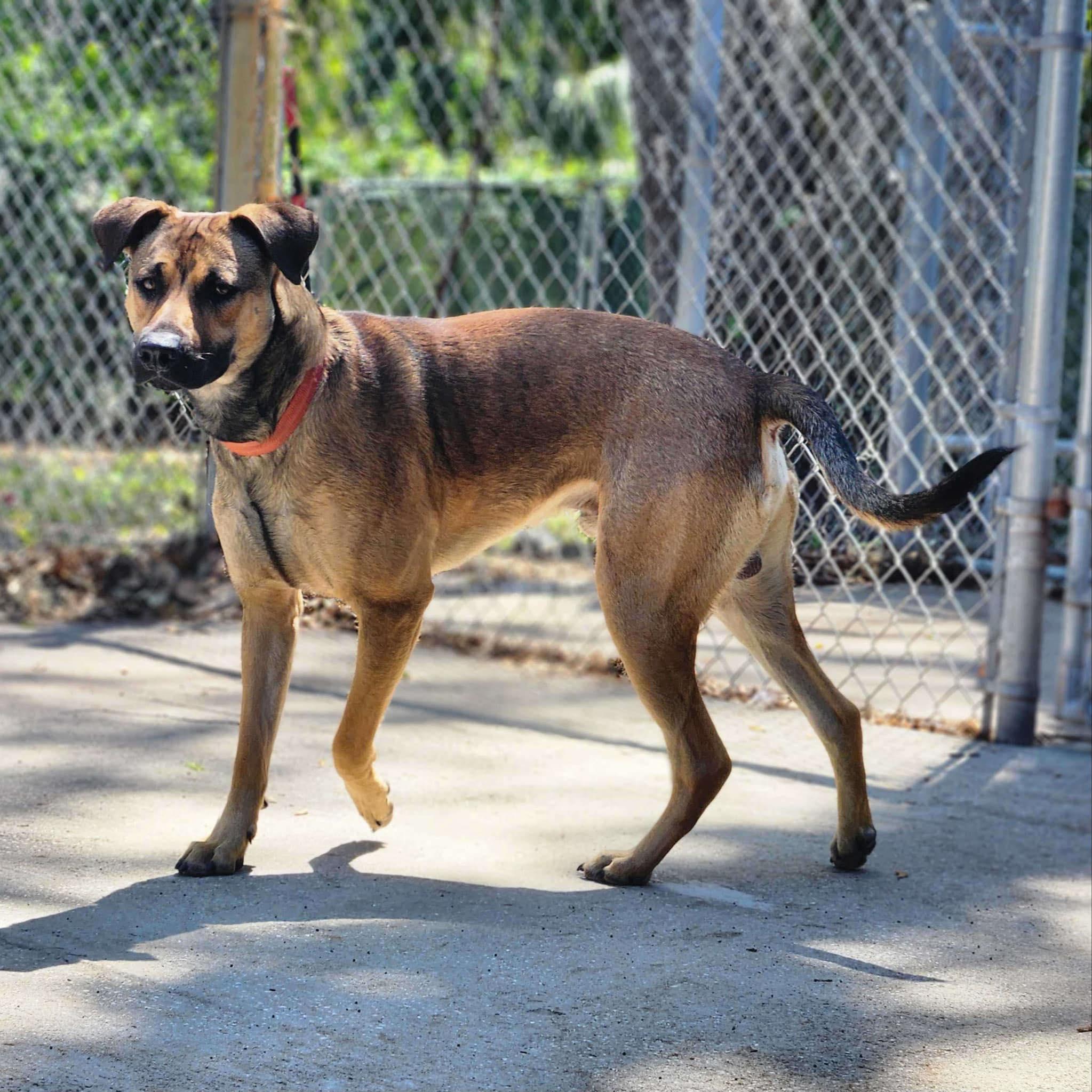 Turbo, a Adoptable mixed breed in New Smyrna Beach, FL image 5/5