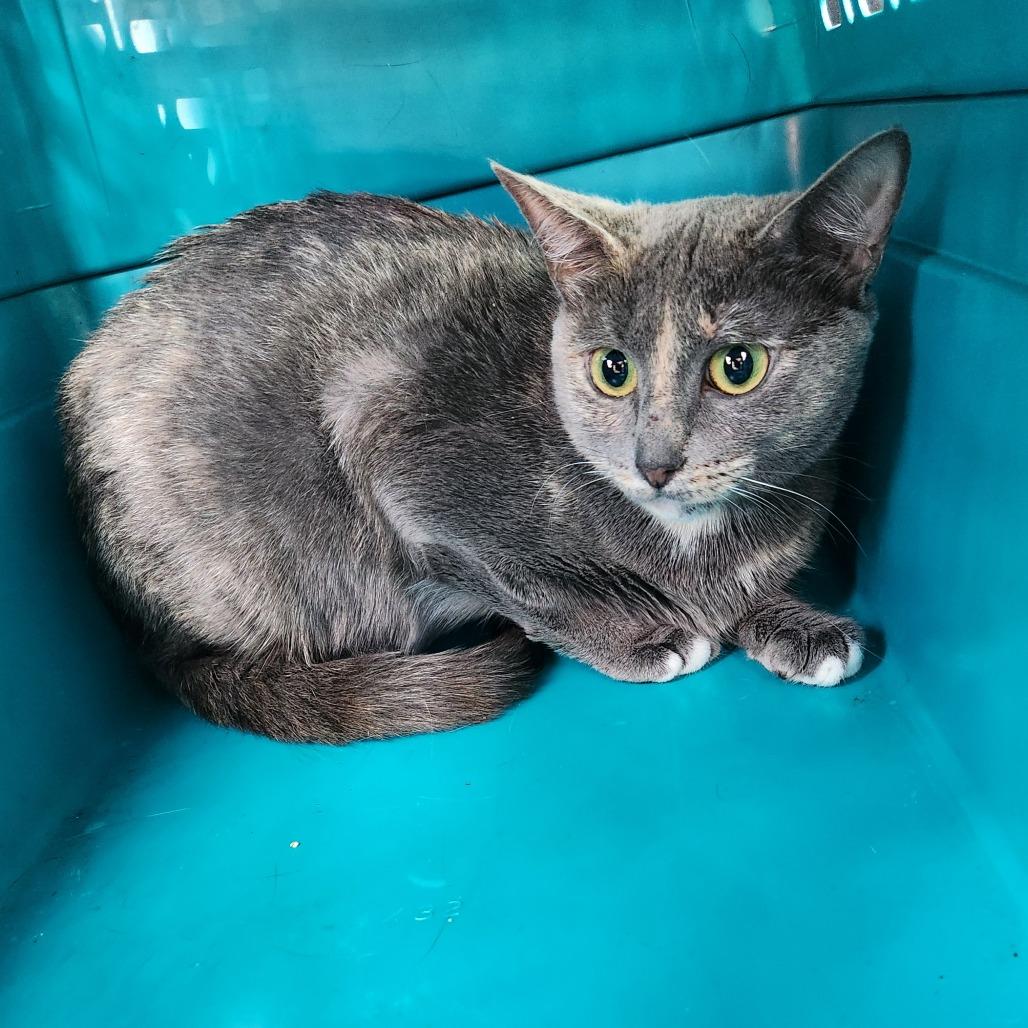 Enlarge Microwave, a Adoptable Domestic Short Hair in Greensboro, NC image 1/2