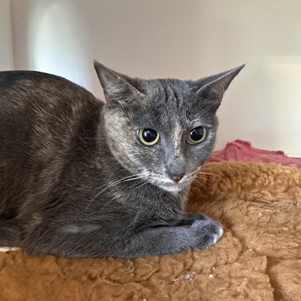 Enlarge Microwave, a Adoptable Domestic Short Hair in Greensboro, NC image 2/2