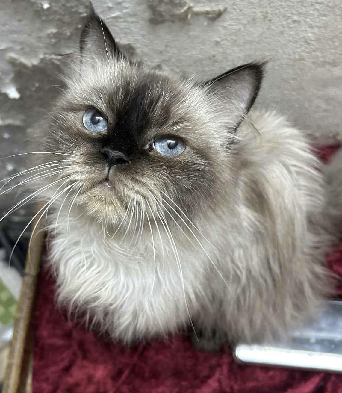 Zarie, an adoptable Ragdoll, Himalayan in Brampton, ON, L6P 2E9 | Photo Image 6