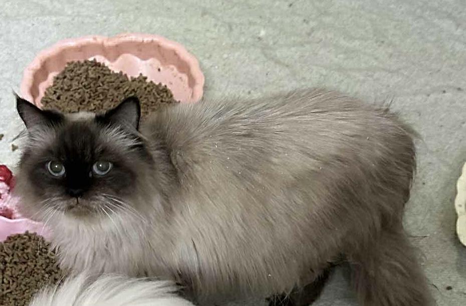 Zarie, an adoptable Ragdoll, Himalayan in Brampton, ON, L6P 2E9 | Photo Image 2