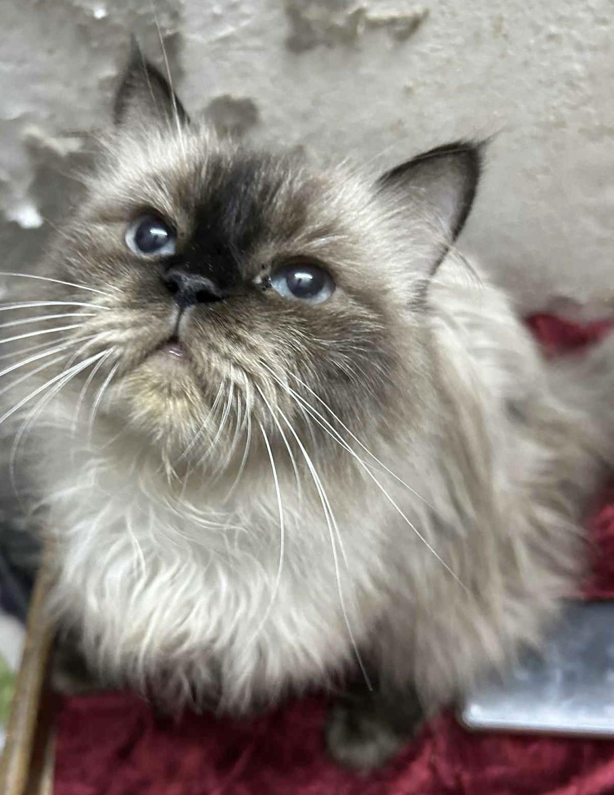 Zarie, an adoptable Ragdoll, Himalayan in Brampton, ON, L6P 2E9 | Photo Image 4