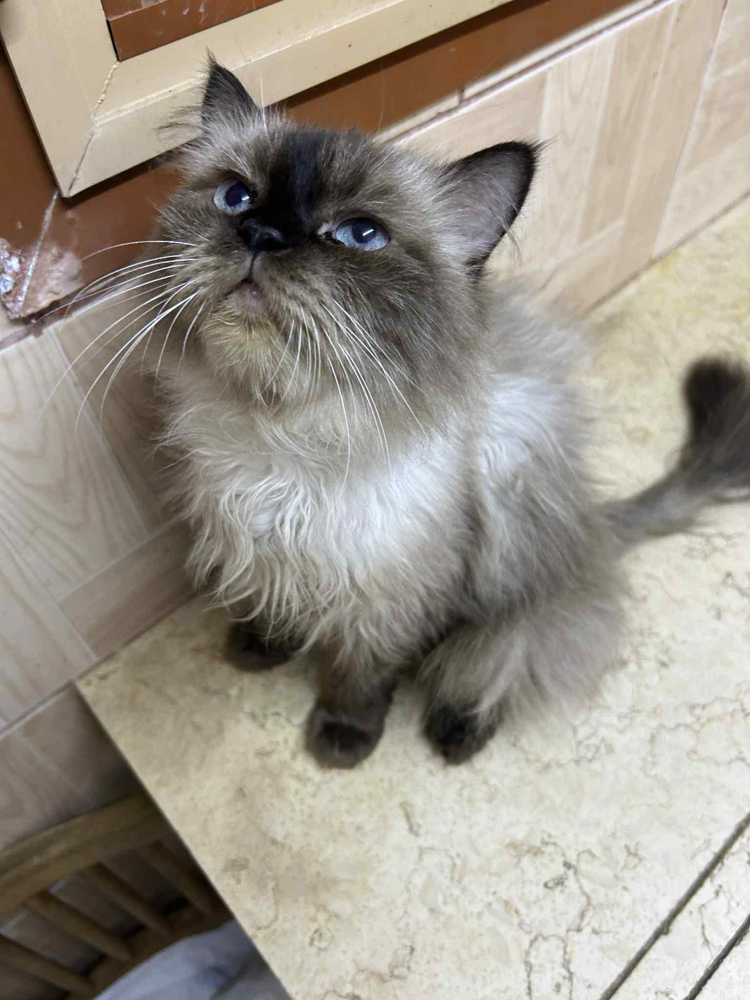 Zarie, an adoptable Ragdoll, Himalayan in Brampton, ON, L6P 2E9 | Photo Image 1