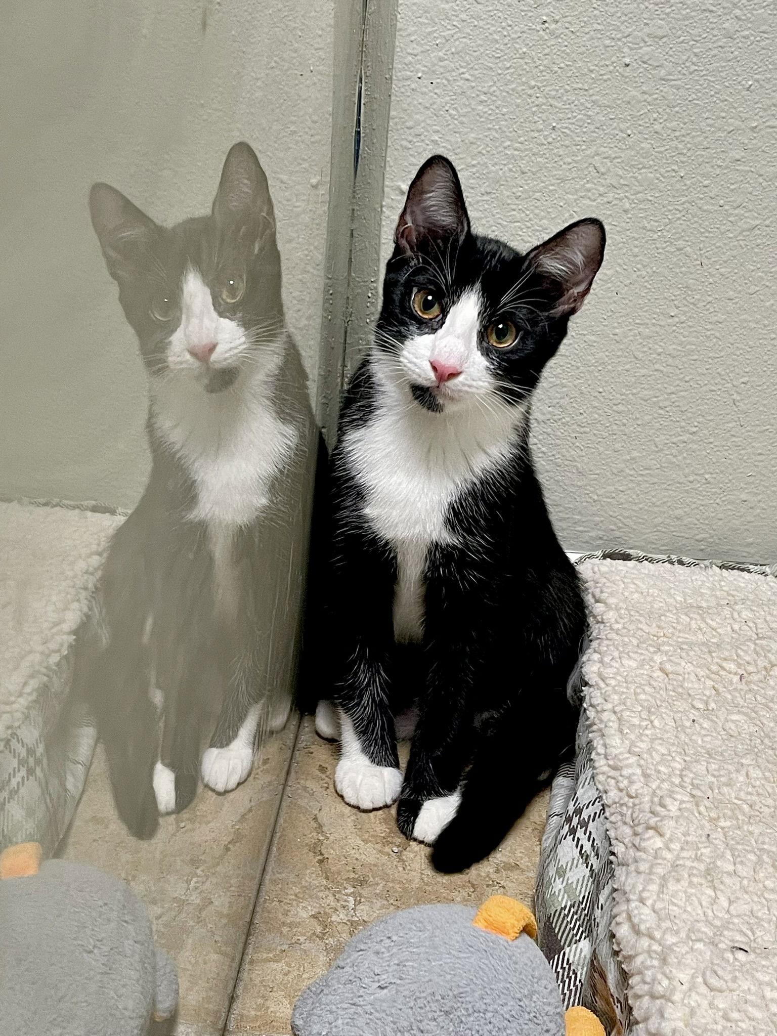 Paisley, Adoptable, Young Female American Shorthair & Tuxedo.