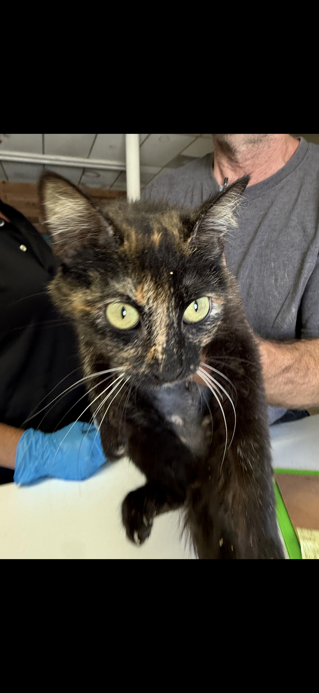 Chevalier Rose, ADOPTABLE, Kitten Female Tortoiseshell.