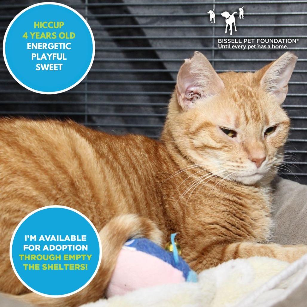Enlarge Hiccup, a Adoptable Domestic Short Hair in Mooresville, NC image 1/3