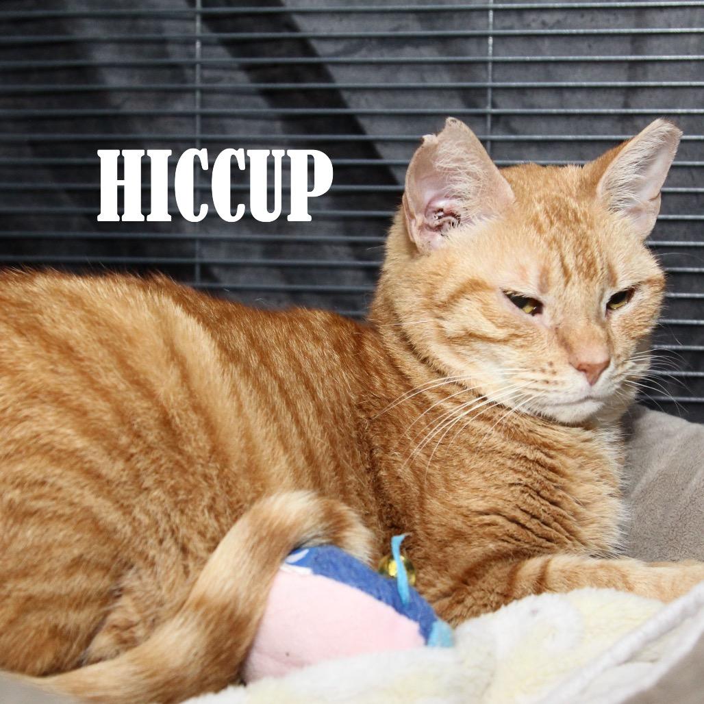 Hiccup, a Adoptable Domestic Short Hair in Mooresville, NC image 1/2