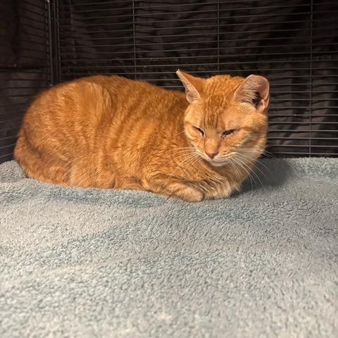 Hiccup, a Adoptable Domestic Short Hair in Mooresville, NC image 2/2
