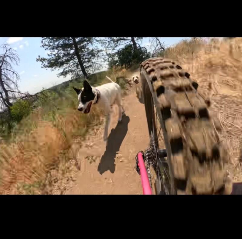 Odie, a Adoptable mixed breed in Boulder, CO image 1/5