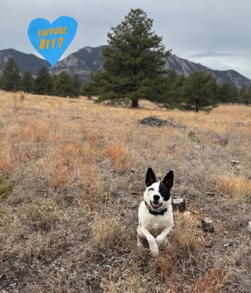 Odie, a Adoptable mixed breed in Boulder, CO image 3/5