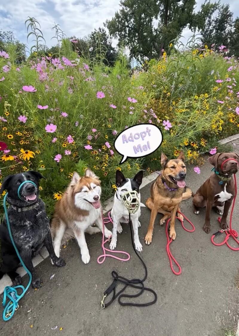 Odie, a Adoptable mixed breed in Boulder, CO image 4/5