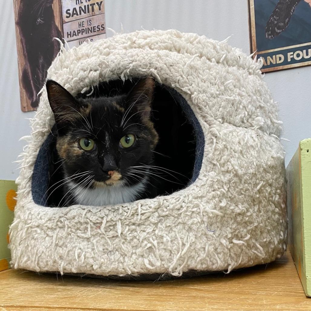 Enlarge Laura, a Adoptable Domestic Short Hair in Goshen, IN image 1/1