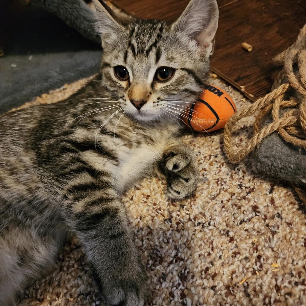 Enlarge Leona, a Adoptable Domestic Short Hair in Bountiful, UT image 1/3