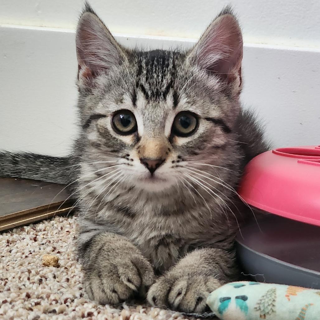 Enlarge Leona, a Adoptable Domestic Short Hair in Bountiful, UT image 2/3