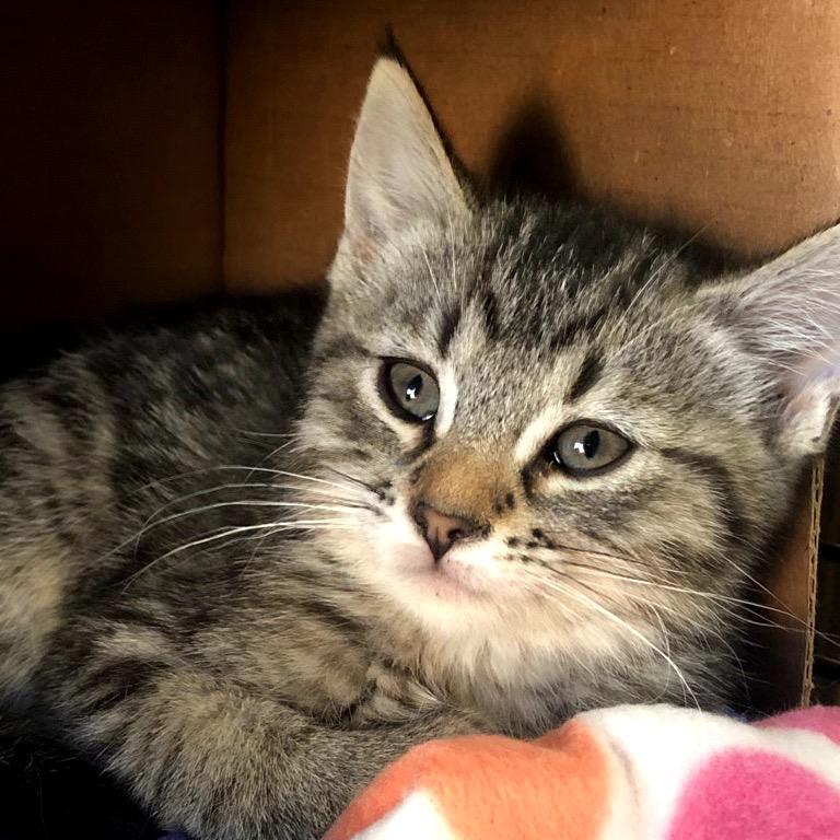 Enlarge Leona, a Adoptable Domestic Short Hair in Bountiful, UT image 3/3