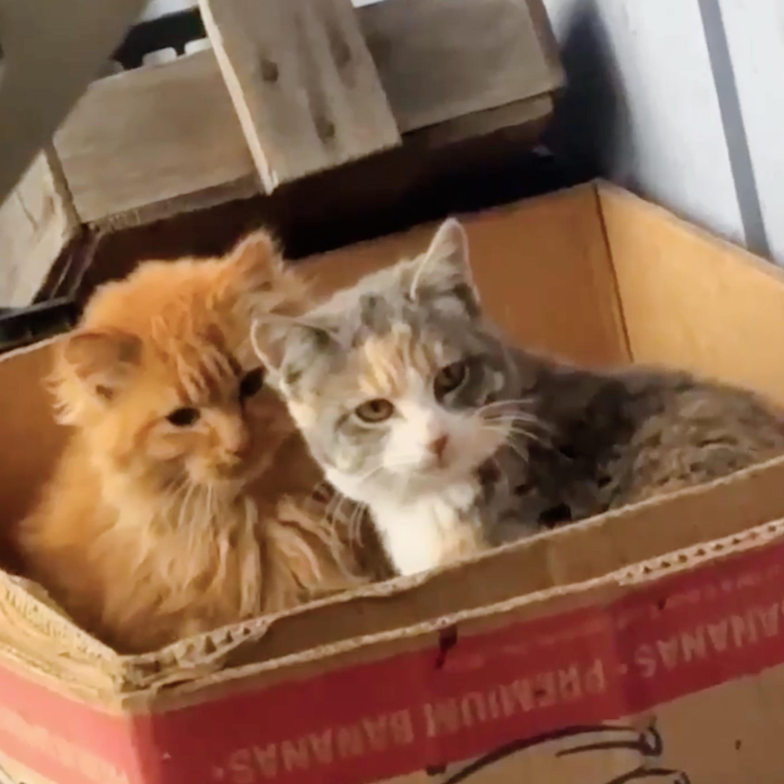 Miss Meowy, an adopted Domestic Short Hair in Langley, BC image 4/4