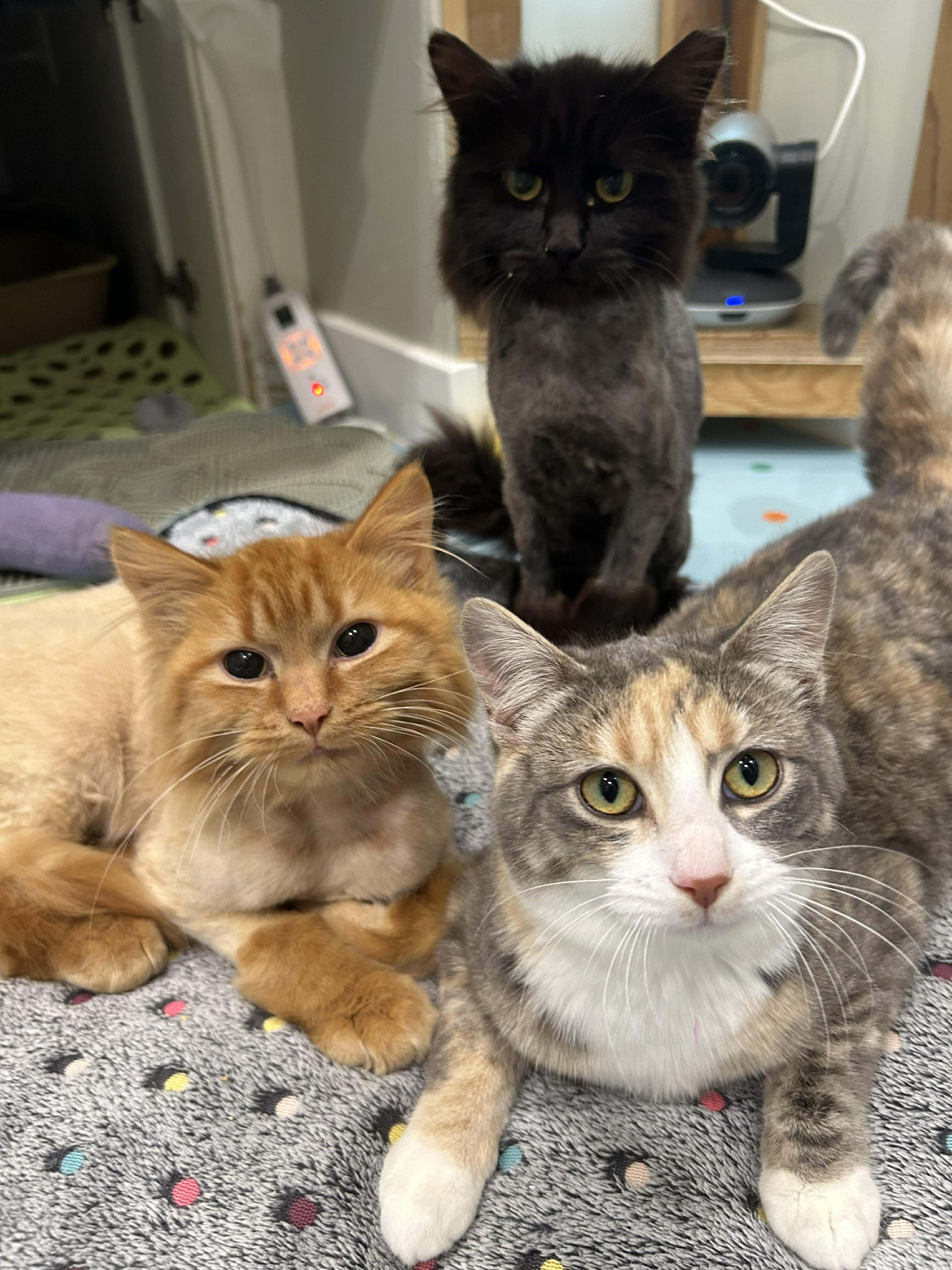 Miss Meowy, an adopted Domestic Short Hair in Langley, BC image 2/4